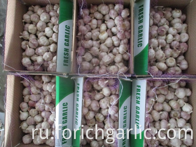 2019 Normal Garlic Best Quality